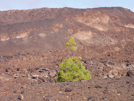 Lava Landscape of the firemountains of Lanzarote